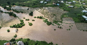 'Chưa năm nào nước dâng nhanh như lần này', người dân mất trắng thanh long