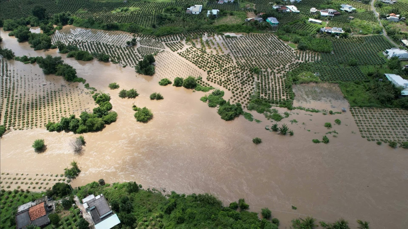 Hàng trăm ha thanh long của người dân Lâm Đồng bị ngập sâu.
