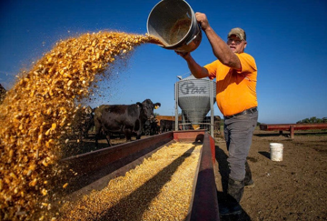 Cái giá của thương chiến: Vừa 'mất trắng' vì Trung Quốc, một mặt hàng nông nghiệp khác lại khiến nông dân Mỹ điêu đứng