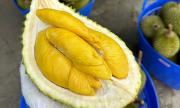 Quê hương của Musang King phải nhập khẩu sầu riêng Việt Nam để bán vì lý do này