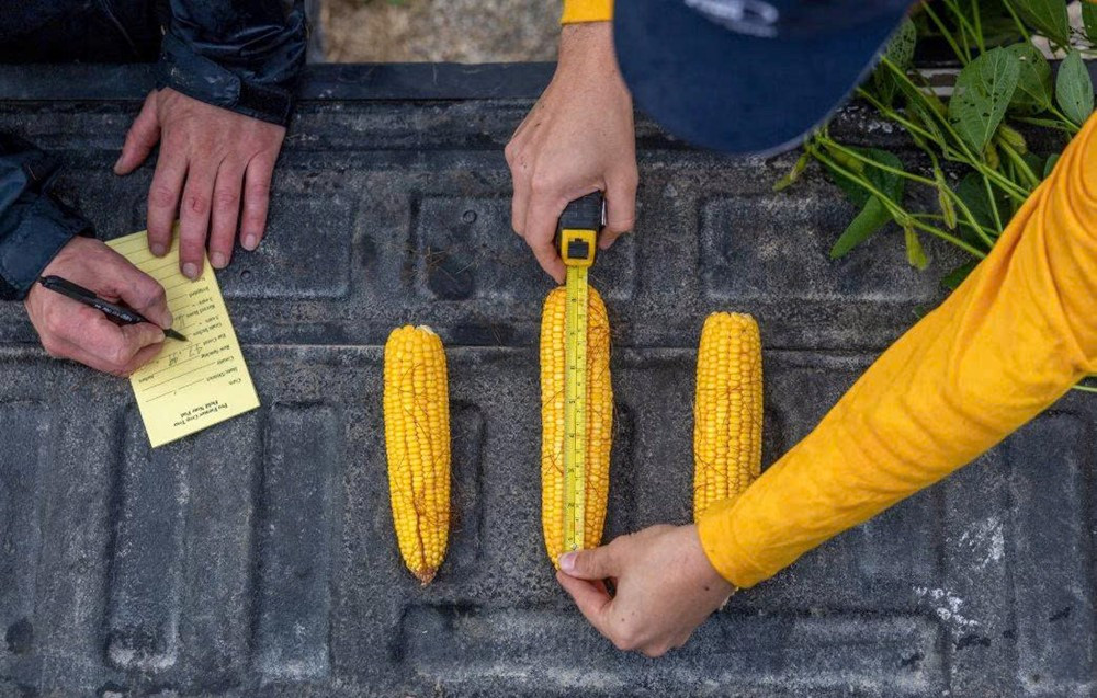 Thu hoạch vụ mùa lớn nhất lịch sử, nông dân Mỹ vẫn ‘trắng tay’ - ảnh 2