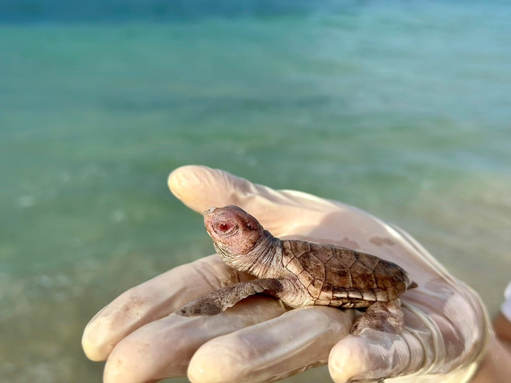 'Thủ phủ rùa biển' của Việt Nam đón tin vui - ảnh 2