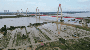 Nước sông Hồng dâng cao nhấn chìm vườn đào Nhật Tân, dân Hà Nội lo mất Tết