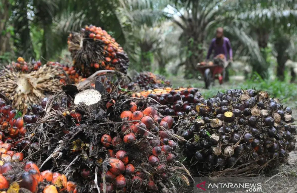 Nền kinh tế lớn nhất Đông Nam Á đòi Mỹ áp thuế 0%, so bì hơn thiệt với quốc gia láng giềng - ảnh 2