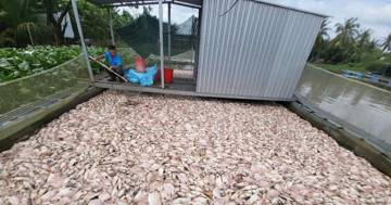 Cá điêu hồng chết nhiều chưa từng có ở Cần Thơ