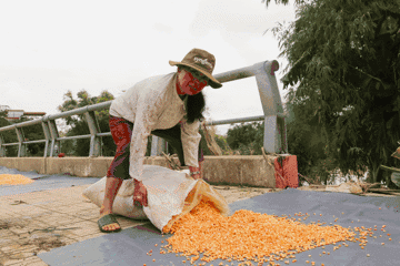 Khóc ròng vì cả trăm bao ngô, bao lúa ngâm nước lũ cả tuần