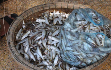 Loài cá nhỏ này từng bị xem là 'vô giá trị' nay hóa đặc sản nức tiếng, phơi khô bán 180.000 đồng/kg vẫn cháy hàng