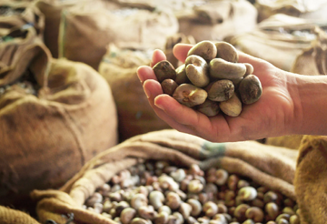 8 tháng, Việt Nam chi hơn 3,3 tỷ USD nhập loại hạt 'vạn người mê': Nước ta giữ ngôi số 1 thế giới về xuất khẩu