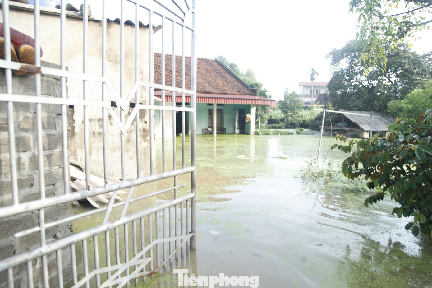 Nước lũ ngập nửa nhà dân ở xã Tiên Lục. Ảnh: Nguyễn Thắng tp-3.jpg