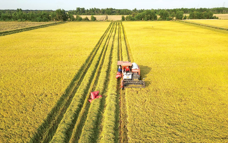 NÓNG: Tiếp tục miễn thuế sử dụng đất nông nghiệp đến hết năm 2030- Ảnh 1.