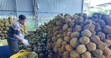 Cần lập lại trật tự ngành hàng sầu riêng