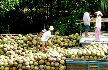 'Sản vật vàng' của Việt Nam được Mỹ, Trung Quốc săn lùng: Thu về hơn 138 triệu USD trong 9 tháng, nước ta có diện tích vượt 200.000 ha