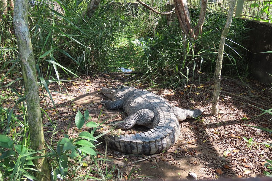 Dòng sông của Việt Nam có màu nước thay đổi theo mùa, chỉ dài 42km nhưng chạy xuyên khu rừng 2.000km2 quý hiếm bậc nhất thế giới - ảnh 3