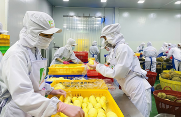 Việt Nam sở hữu 'siêu trái cây' khiến Trung Quốc mê mẩn: Giá rẻ hơn Thái Lan đến 15%, góp phần đưa xuất khẩu rau quả lập kỷ lục