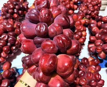 Nho Trung Quốc ồ ạt về Việt Nam, giá rẻ như cho, dân buôn bán cả tấn mỗi ngày