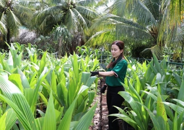 Nông dân Vĩnh Long trồng loại quả tinh hoa của đất trời, ruột trắng ngần lại đặc sánh: Đút túi 6 tỷ đồng mỗi năm dễ ‘như chơi’