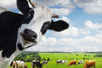 Khối ngoại rót gần 800 tỷ đồng gom cổ phiếu Vinamilk