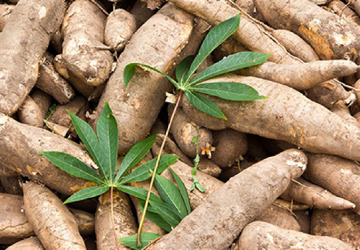 'Vàng trắng' dưới lòng đất của Việt Nam xuất khẩu đứng thứ 2 thế giới: Trung Quốc - Nhật Bản săn lùng không ngớt, thu hơn 1 tỷ USD sau 10 tháng