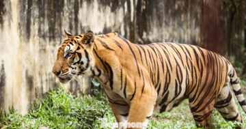 Lên phương án chuyển đàn hổ 9 con nuôi trái phép ra vườn thú Hà Nội