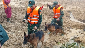 Đưa cảnh khuyển tìm kiếm người mất tích trong vụ sạt lở kinh hoàng ở Đà Nẵng