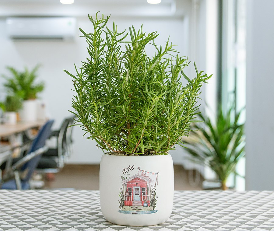 NASA chỉ ra 10 loại cây cảnh thanh lọc không khí, tốt cho sức khỏe - ảnh 5