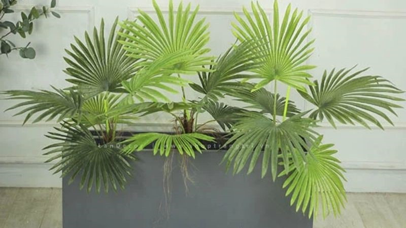 NASA chỉ ra 10 loại cây cảnh thanh lọc không khí, tốt cho sức khỏe - ảnh 4