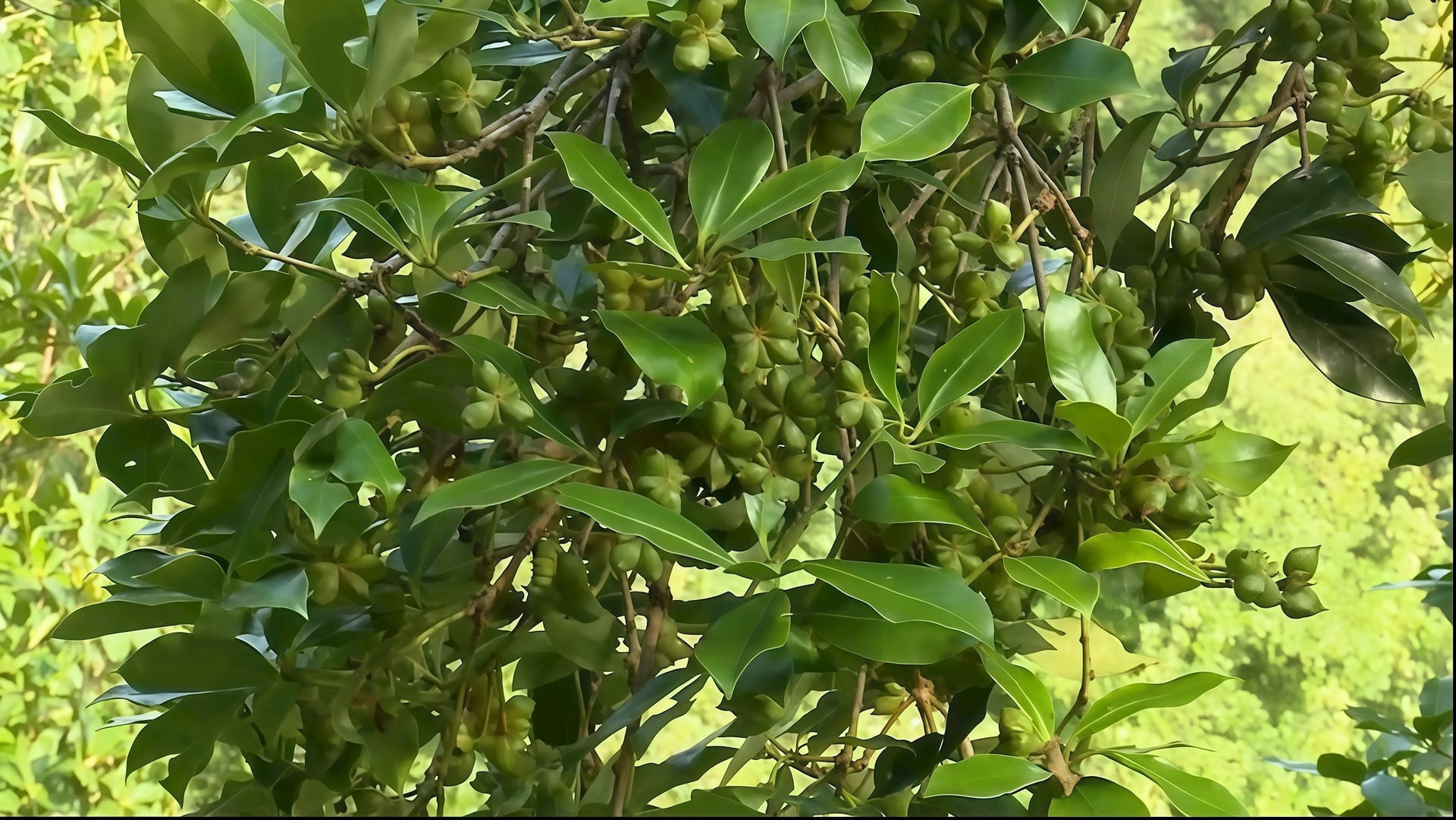 Việt Nam là nước xuất khẩu hoa hồi lớn thứ 2 thế giới, chỉ sau Trung Quốc