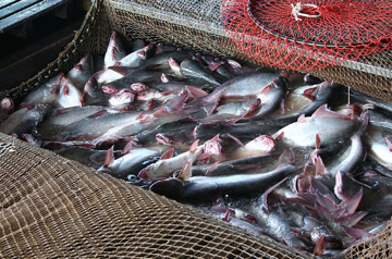 Loại 'mỏ vàng' nào vừa giúp Việt Nam thu 1,8 tỷ đô la? Mỹ – Trung tranh mua không ngừng, xứng danh 'ông trùm' toàn cầu