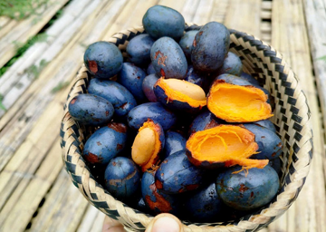 Loại quả xanh đen 'lạ mắt' chỉ Phú Thọ mới có: Đặc sản rẻ tiền nhưng cực hiếm, dân sành ăn săn lùng