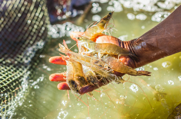 Một 'sản vật' của Việt Nam bùng nổ tại Trung Quốc: Xuất khẩu vượt 1 tỷ USD, cạnh tranh gay gắt nhưng cơ hội vẫn rộng mở