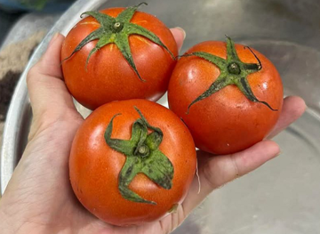 Rau củ 'leo giá' chóng mặt, từ mớ mồng tơi đến quả cà chua đều thành 'hàng xa xỉ', bà nội trợ quay cuồng tính tiền chợ