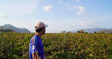 Thủ phủ mai vàng miền Trung lo vụ Tết