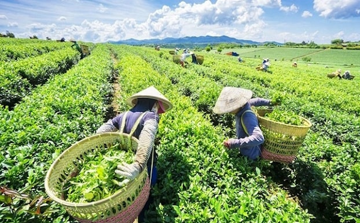 'Vàng trên cây' của Việt Nam bất ngờ được Trung Quốc ồ ạt thu mua, nước ta là 'ông trùm' đứng thứ 5 thế giới