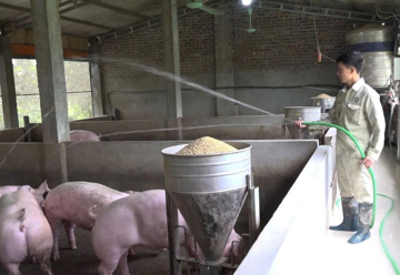 Từ điểm nóng dịch tả lợn châu Phi, nay Cần Thơ đã duy trì 21 ngày ‘sạch bệnh’ nhờ chăn nuôi không tiếp xúc, mở ra hướng đi mới cho nông nghiệp Việt Nam