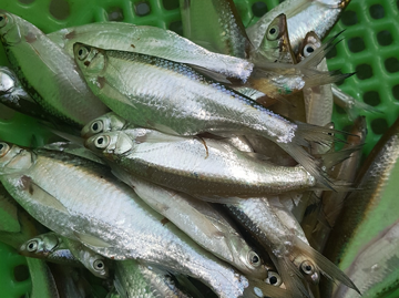 Từng bị chê là 'cá cho lợn ăn', nay lên đời thành đặc sản đồng quê được săn lùng, giá cao chót vót