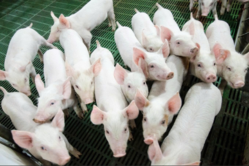 Bom tấn nông nghiệp Hòa Phát sắp chào sàn: Vốn hóa vượt Dabaco, BAF - liệu có đáng xuống tiền?