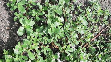 Loại rau người Trung Quốc xem là 'rau trường thọ' nhưng ở Việt Nam lại nhổ bỏ