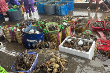 Người nuôi kiệt sức vì lũ: Tôm hùm chết trắng, người nuôi bán tháo chỉ còn 200.000 đồng/kg