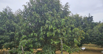 Thủy điện xả lũ, cả xã ở Đồng Nai ngập nặng