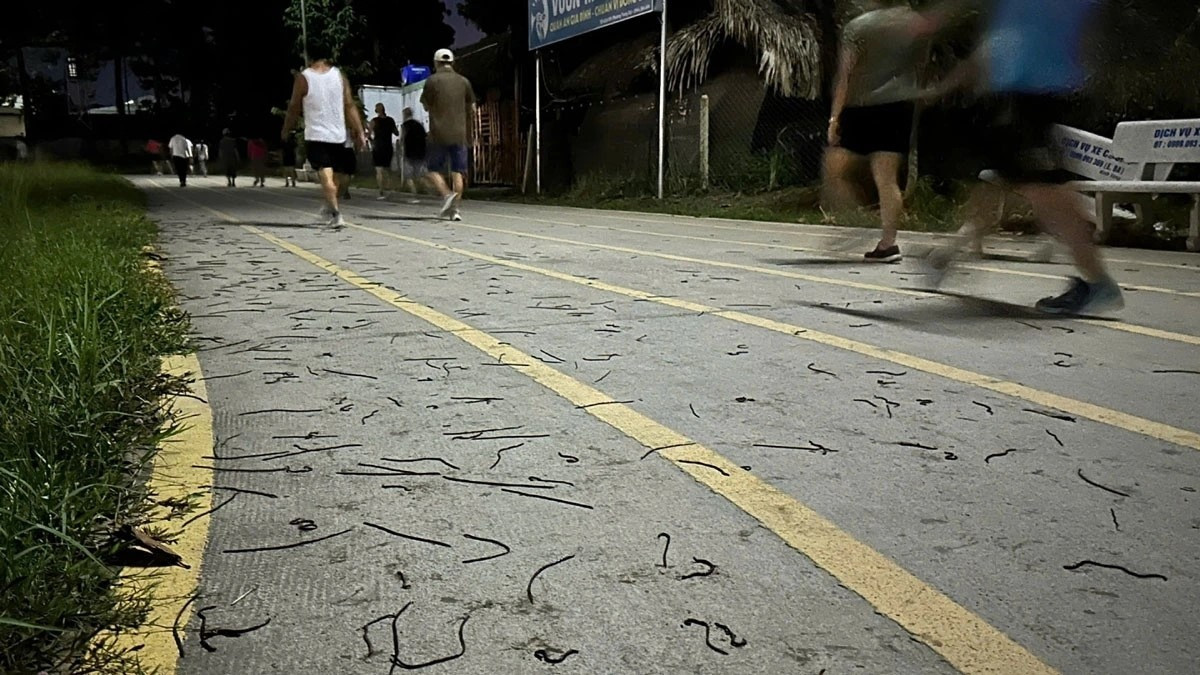 Giun đất bò lên mặt đường.