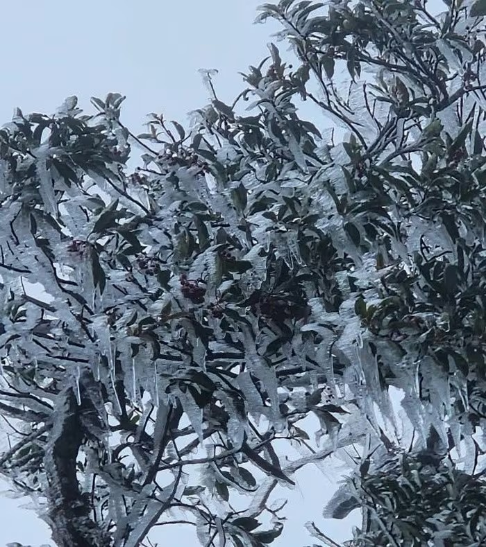 Ngọn núi của Việt Nam bất ngờ xuất hiện băng tuyết trắng xóa: Nằm ở độ cao 2.900m, được ví như ‘dải mây vắt ngang trời’ - ảnh 1