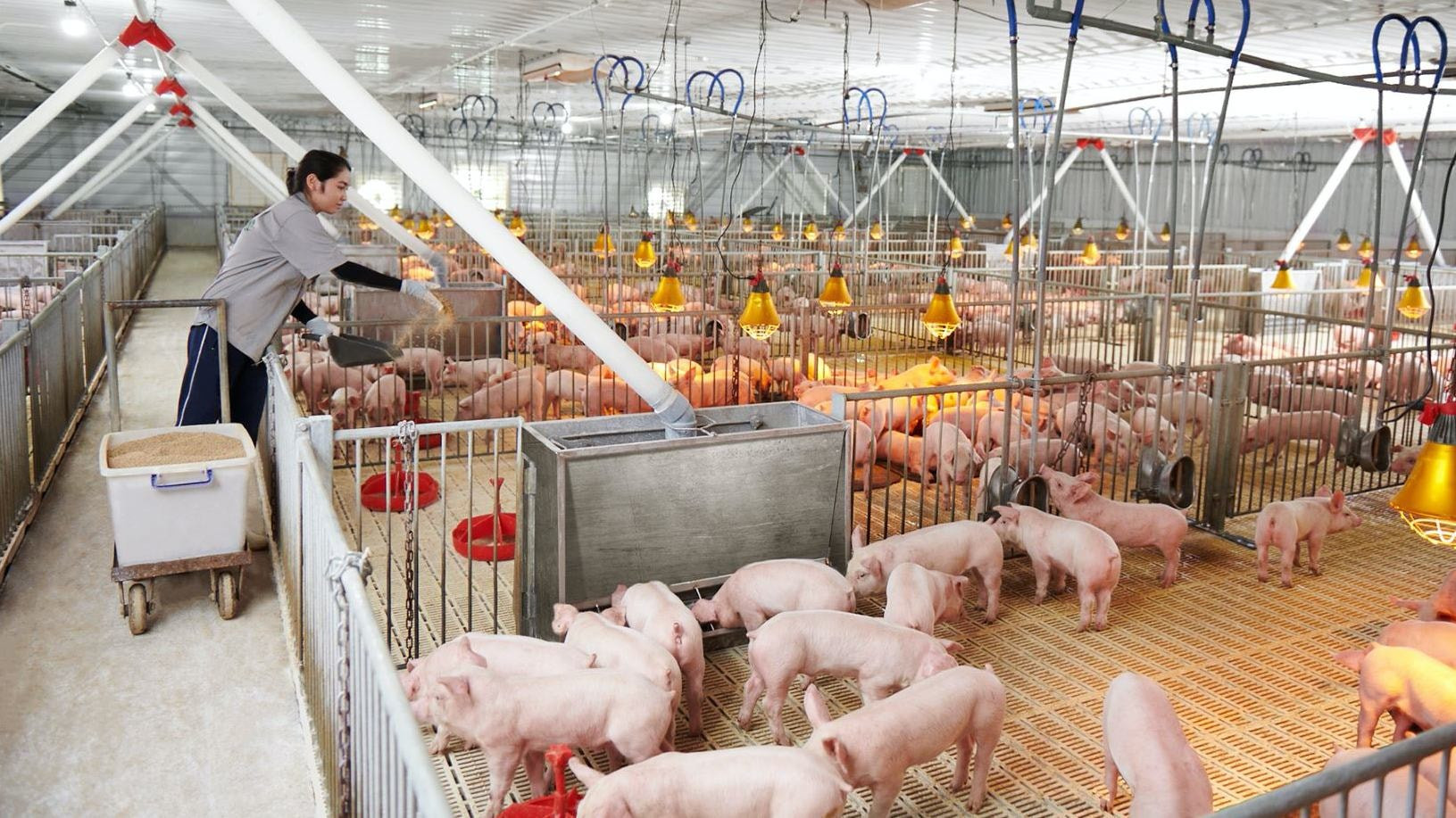 khong-chi-lap-ky-luc-mang-thep-tap-doan-hoa-phat-hpg-con-thang-lon-voi-mang-nong-nghiep_66b72978d1657-104217 (1)