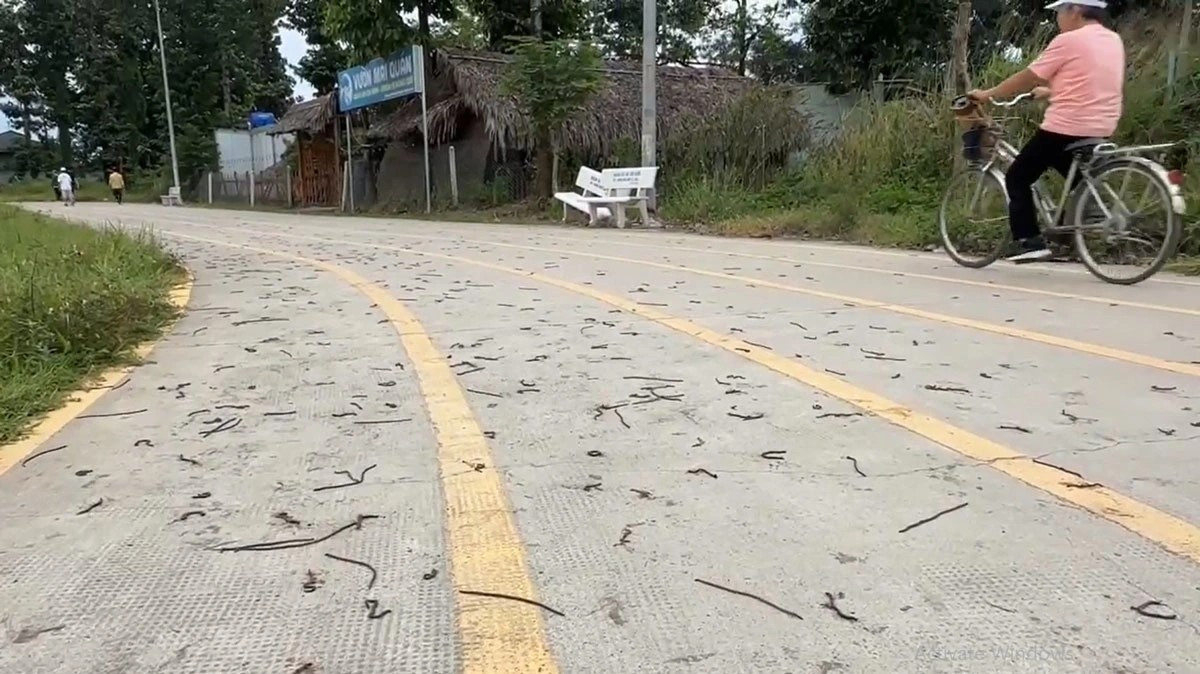 Người dân cũng hoảng hốt khi thấy giun đất quá nhiều.