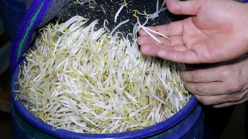 Đột kích lúc 4 giờ sáng: Bắt quả tang 'trại giá đỗ độc' thu giữ 2,5 tấn hàng độc do ông Đ. và bà T. cầm đầu