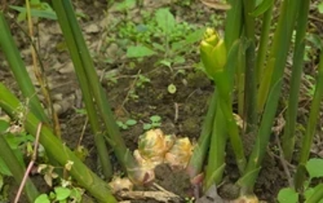 'Mỏ vàng' dưới lòng đất ở cực Bắc Tổ quốc, giúp nông dân bỏ túi trăm triệu mỗi vụ