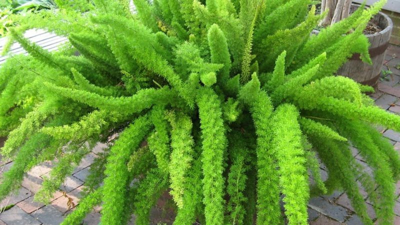 6 loại cây được NASA khuyên trồng trong nhà, 3 cây nên tránh - ảnh 6