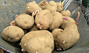 5 loại rau củ có thể 'đầu độc' gan, nhiều người vẫn ăn vô tư