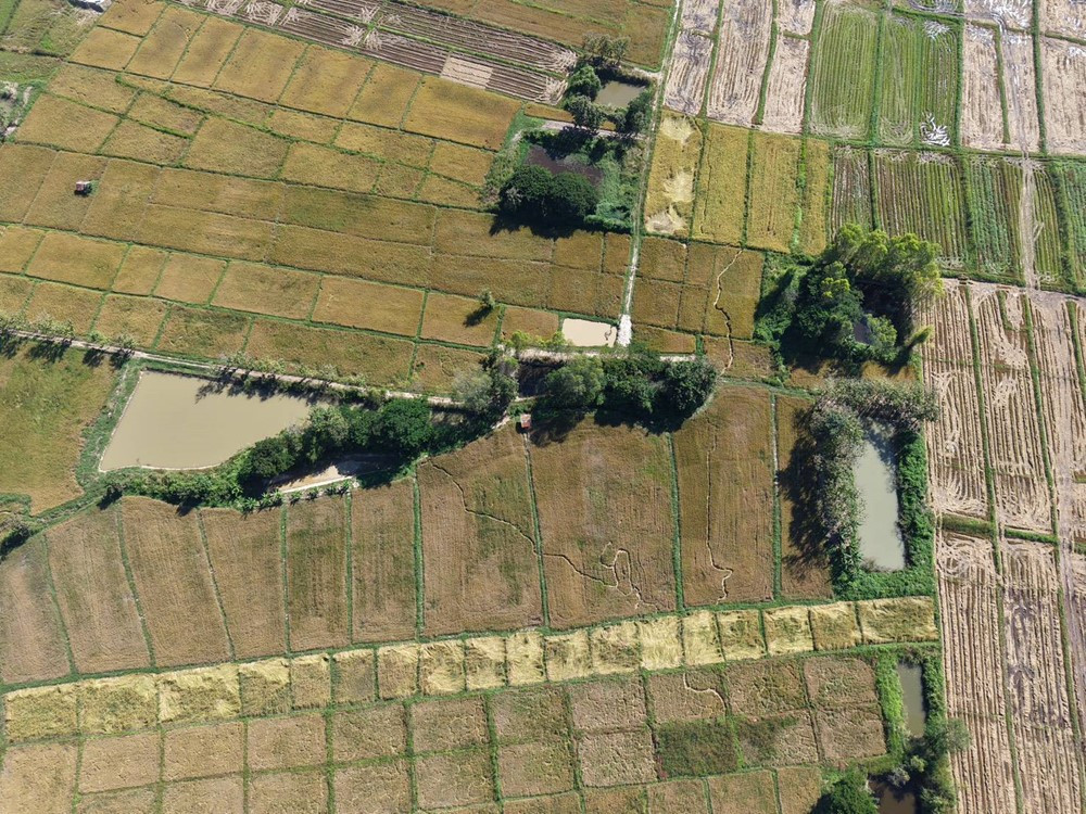 Cánh đồng lúa bất ngờ có dấu vết lạ, người dân hoang mang tìm lời giải - ảnh 1