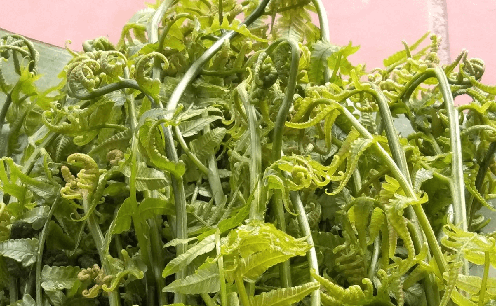 Loại rau được người Trung Quốc xem như 'rau trường sinh' nhưng ở Việt Nam lại mọc dại, ít người biết - ảnh 3