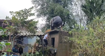 Hy hữu: Trâu mắc kẹt trên mái nhà sau lũ, nhiều ngày vẫn đứng chờ chủ nhân đón về